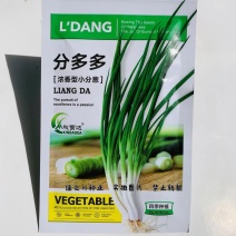 浓香型小分葱种子耐热耐寒性强四季栽培小葱种子叶色深