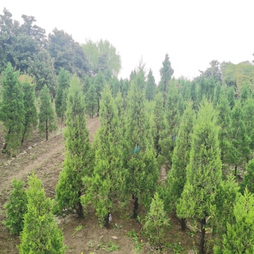 蜀侩价格，塔柏价格3米蜀侩，3米塔柏，柏树3米价格