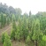 蜀侩价格，塔柏价格3米蜀侩，3米塔柏，柏树3米价格