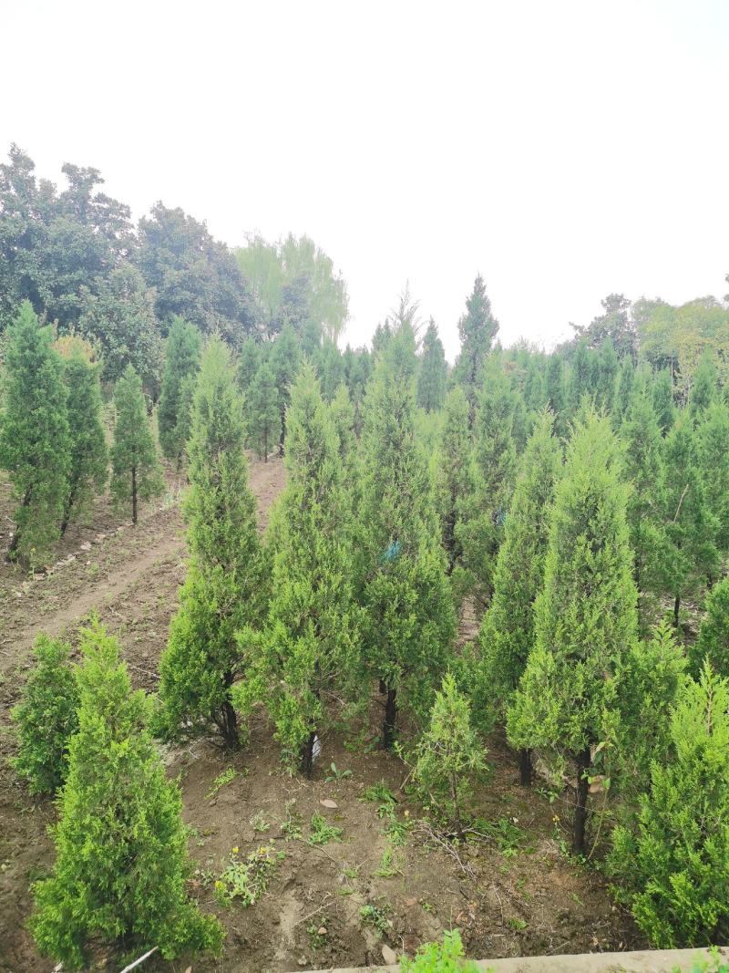 蜀侩价格，塔柏价格3米蜀侩，3米塔柏，柏树3米价格