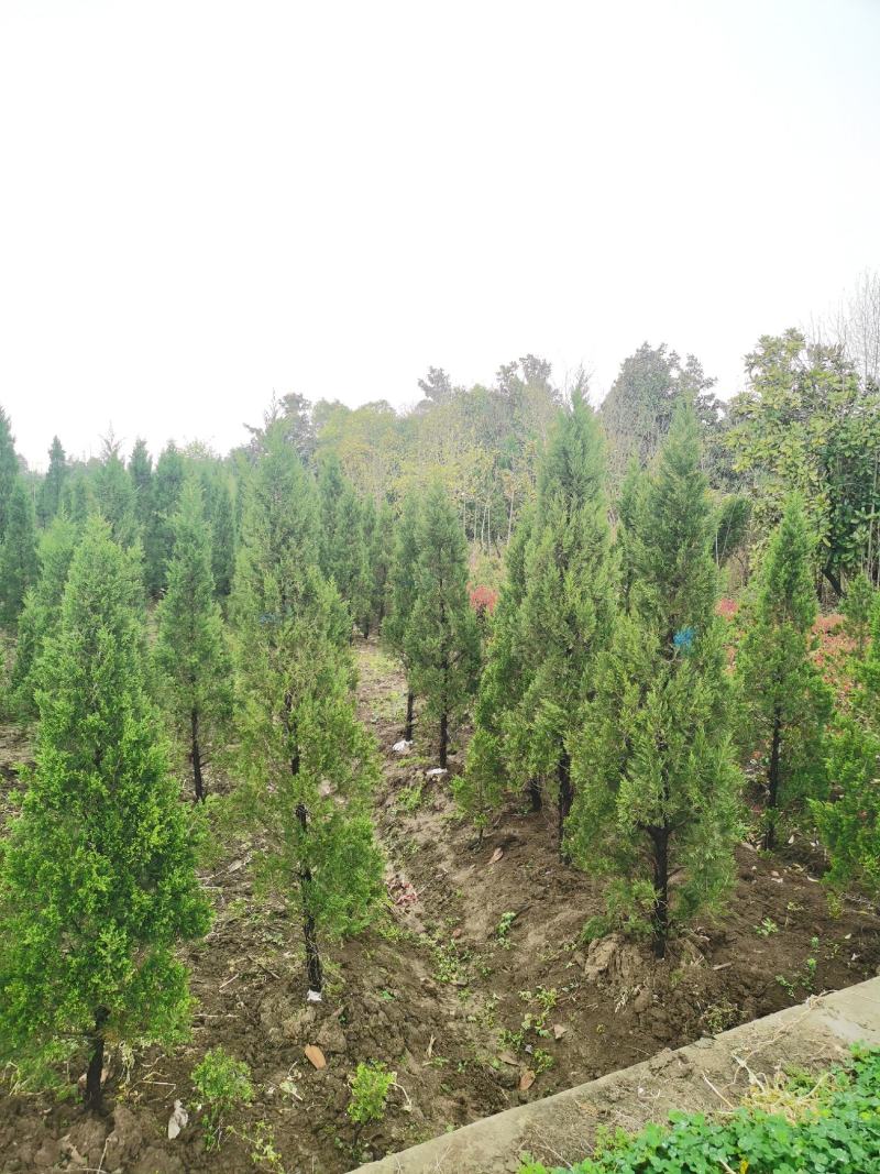 蜀侩价格，塔柏价格3米蜀侩，3米塔柏，柏树3米价格