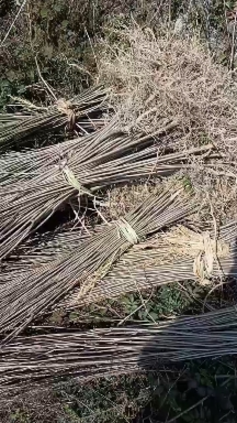 黄柏苗，黄柏小苗，货真价实，保质保量诚信经营欢迎基地考察