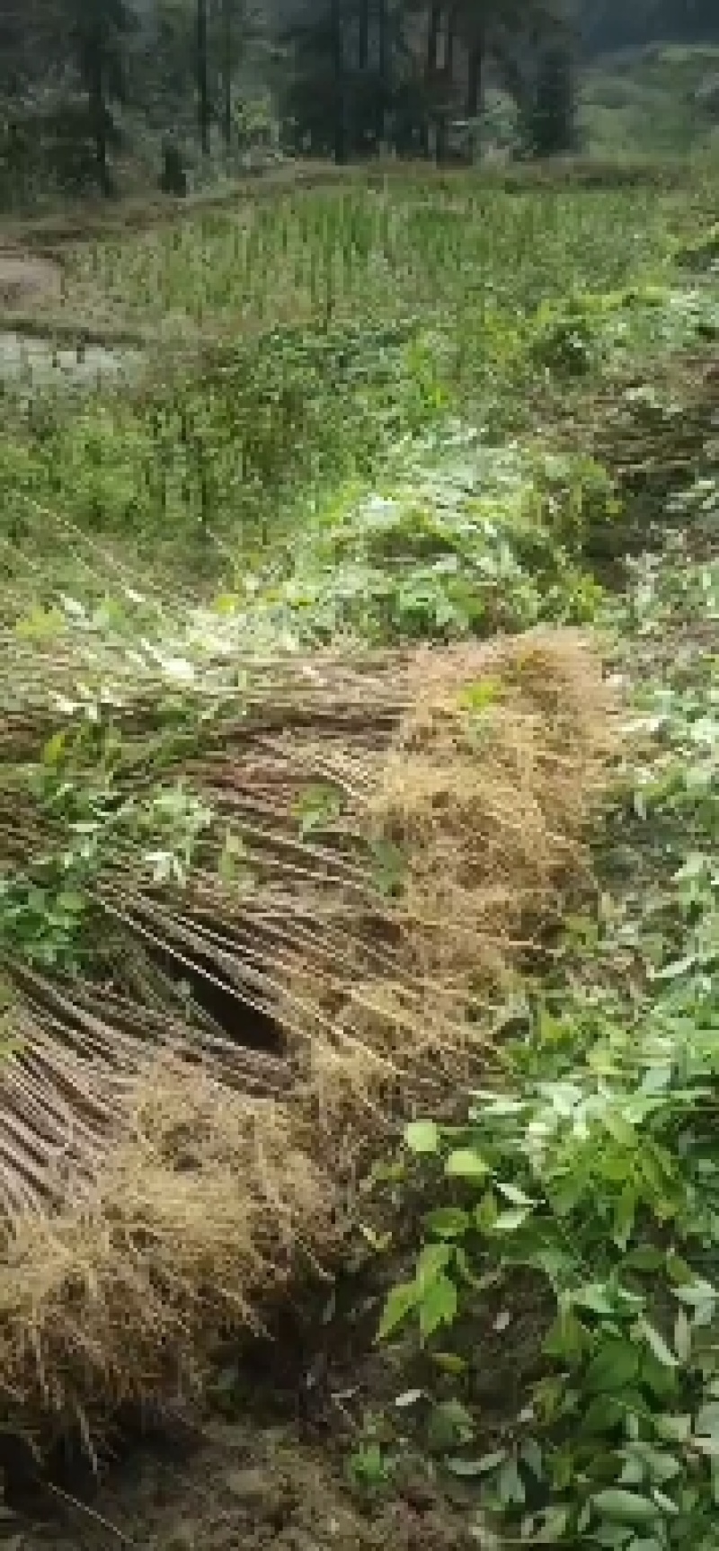 黄柏苗，黄柏小苗，货真价实，保质保量诚信经营欢迎基地考察