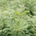 黄柏苗，黄柏小苗，货真价实，保质保量诚信经营欢迎基地考察