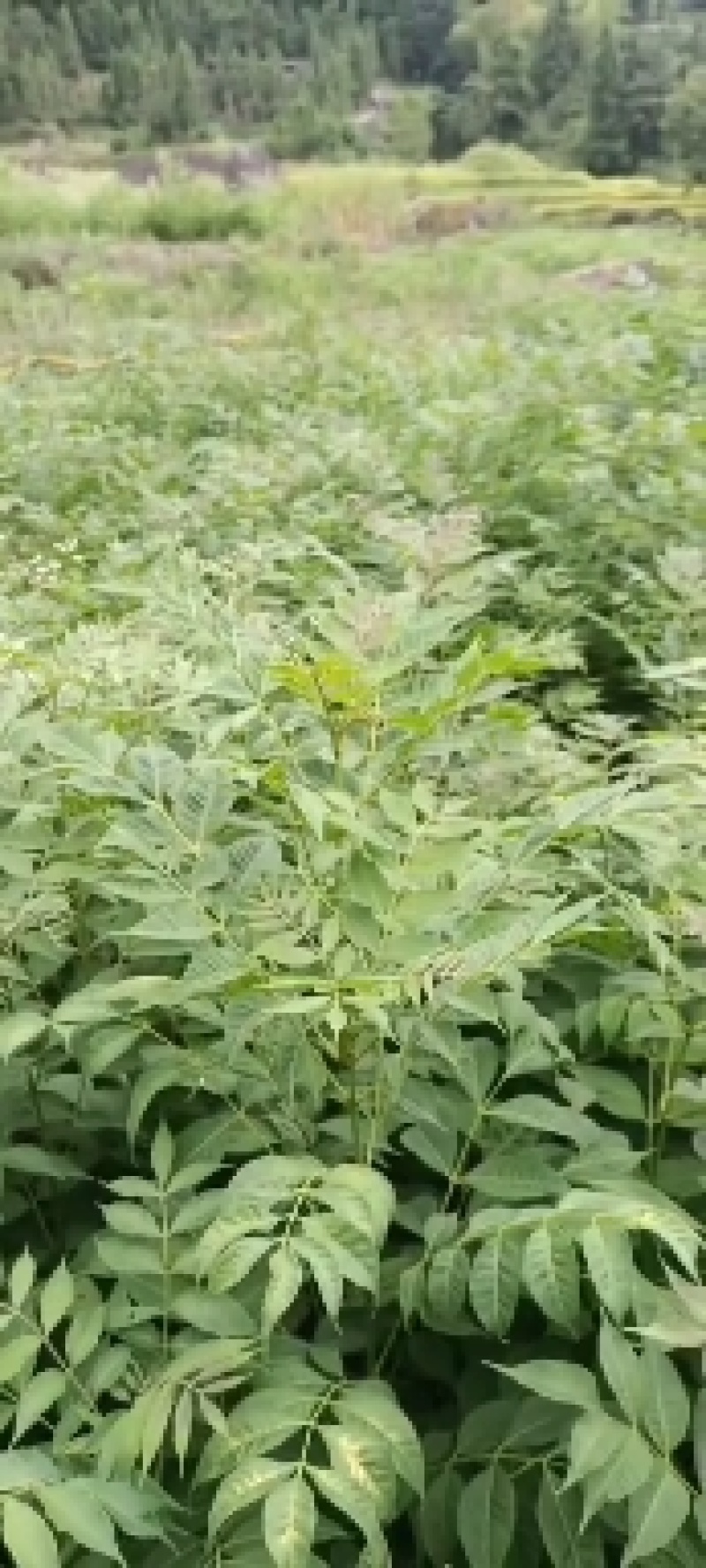 黄柏苗，黄柏小苗，货真价实，保质保量诚信经营欢迎基地考察