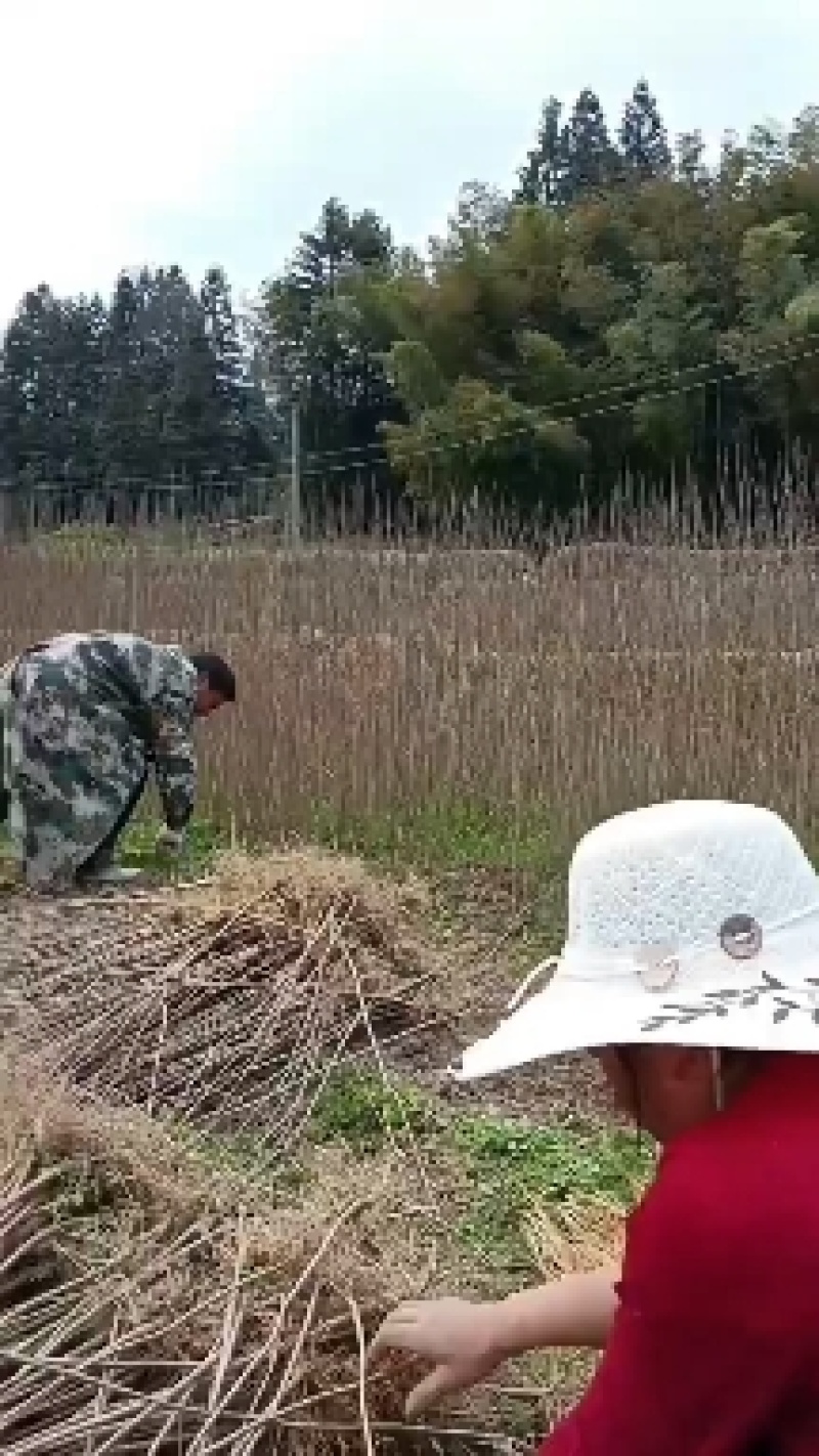 黄柏苗，黄柏小苗，货真价实，保质保量诚信经营欢迎基地考察