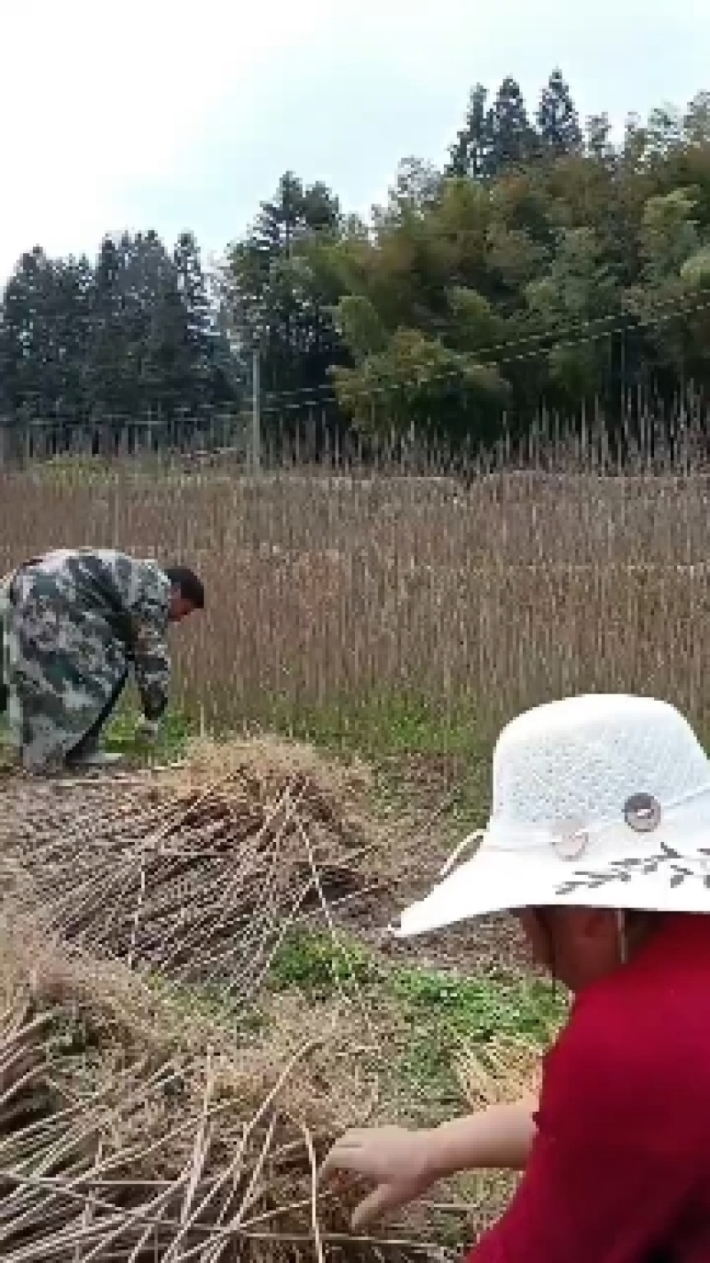 黄柏苗，黄柏小苗，货真价实，保质保量诚信经营欢迎基地考察