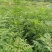 黄柏苗，黄柏小苗，货真价实，保质保量诚信经营欢迎基地考察