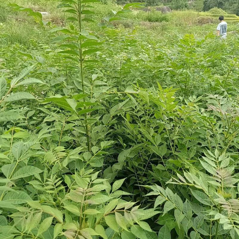 黄柏苗，黄柏小苗，货真价实，保质保量诚信经营欢迎基地考察