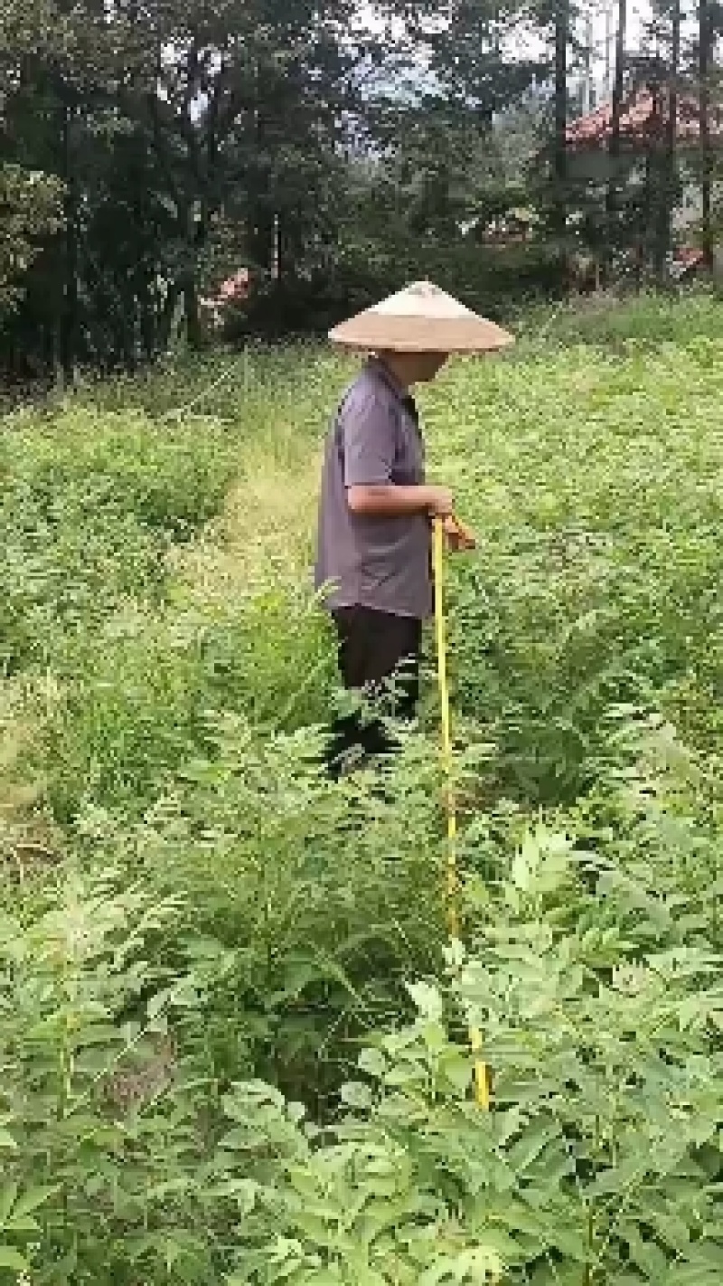 黄柏苗，黄柏小苗，货真价实，保质保量诚信经营欢迎基地考察