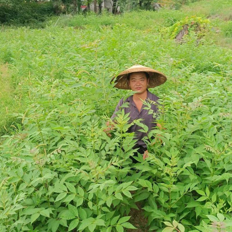 黄柏苗，黄柏小苗，货真价实，保质保量诚信经营欢迎基地考察