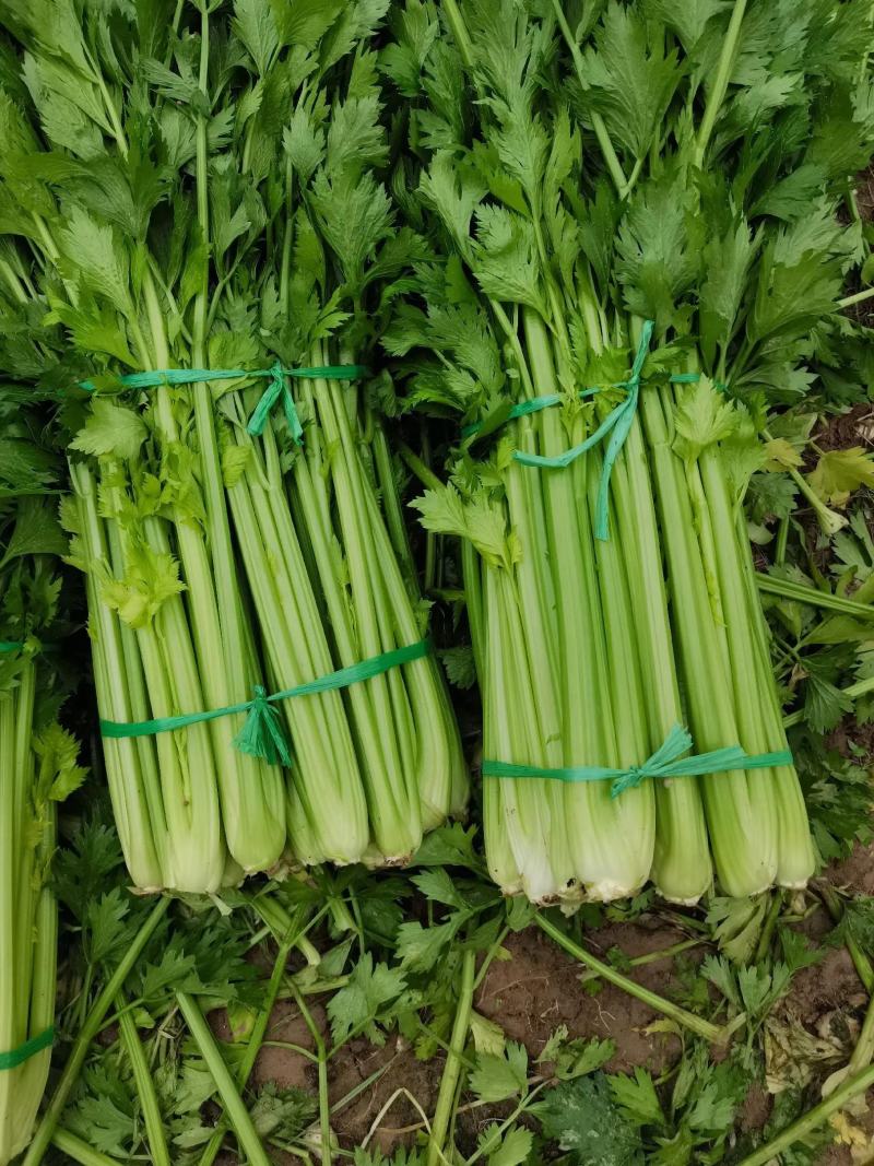 精品河北芹菜西芹大量有货，供应全国各地批发市场及商超