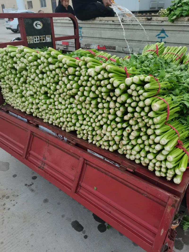 精品河北芹菜西芹大量有货，供应全国各地批发市场及商超