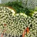 精品河北芹菜西芹大量有货，供应全国各地批发市场及商超