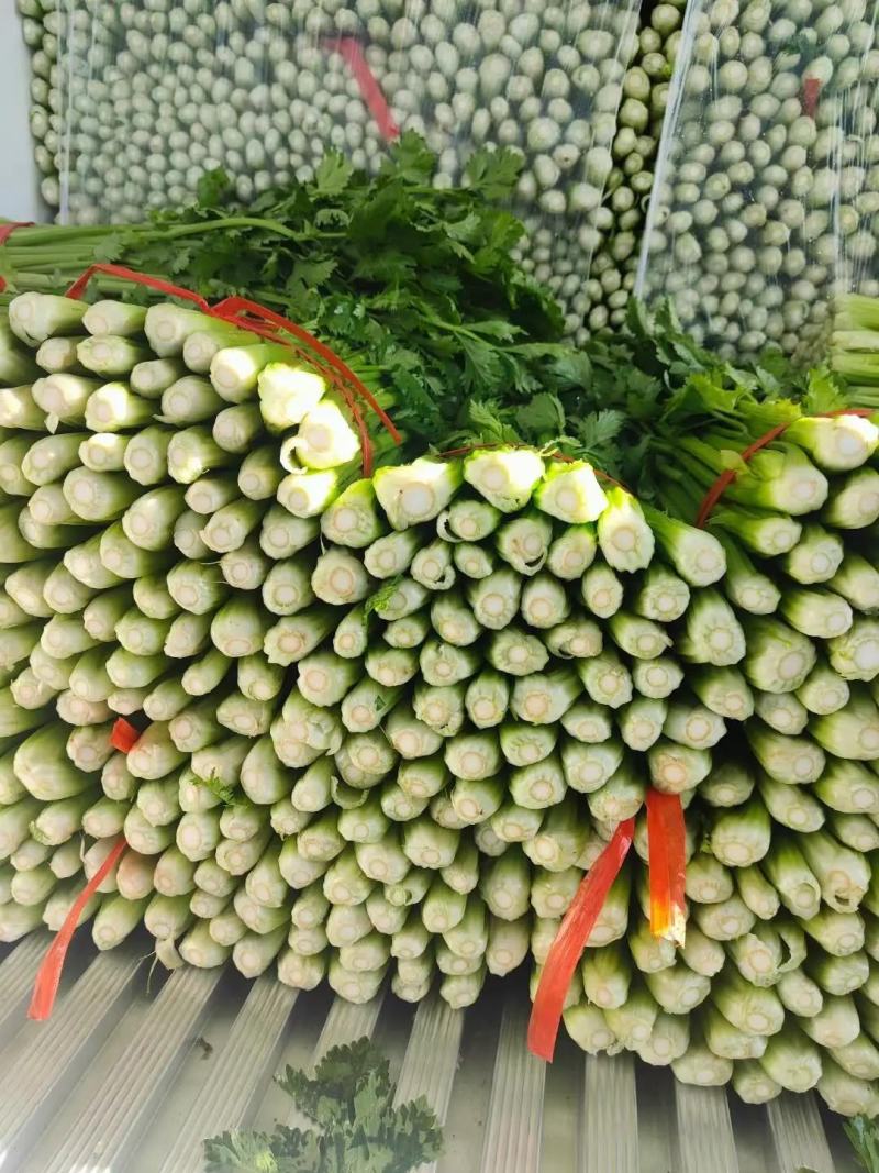 精品河北芹菜西芹大量有货，供应全国各地批发市场及商超