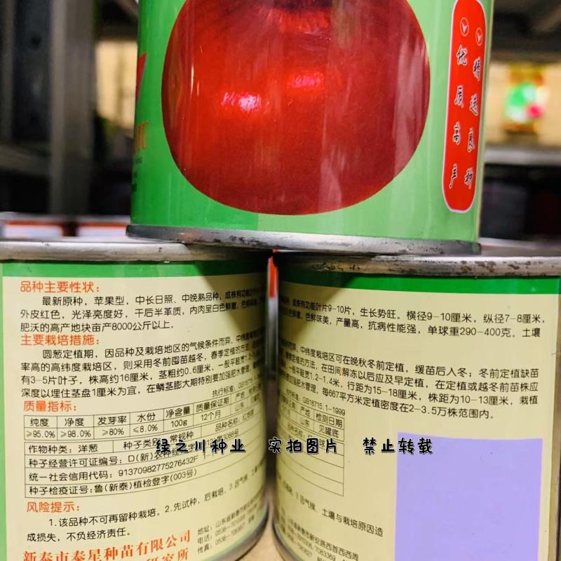 红地球红皮洋葱种子新原种苹果型洋葱种子中晚熟抗病强圆葱