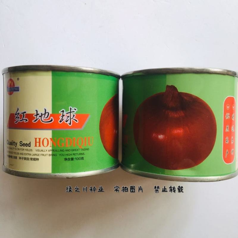 红地球红皮洋葱种子新原种苹果型洋葱种子中晚熟抗病强圆葱