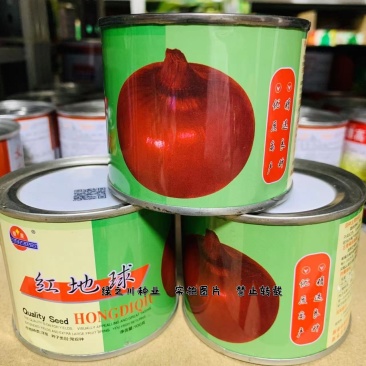 红地球红皮洋葱种子新原种苹果型洋葱种子中晚熟抗病强圆葱