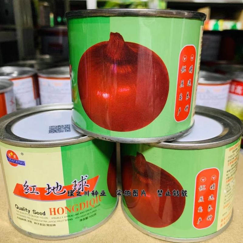 红地球红皮洋葱种子新原种苹果型洋葱种子中晚熟抗病强圆葱