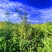 天水云杉【9年苗木】1m2m3m景观树绿植树风景树