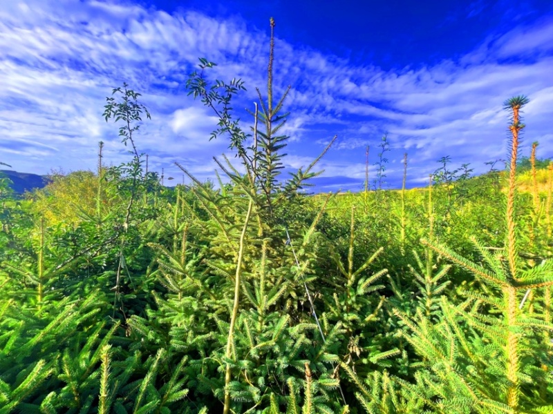 天水云杉【9年苗木】1m2m3m景观树绿植树风景树
