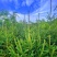 天水云杉【9年苗木】1m2m3m景观树绿植树风景树
