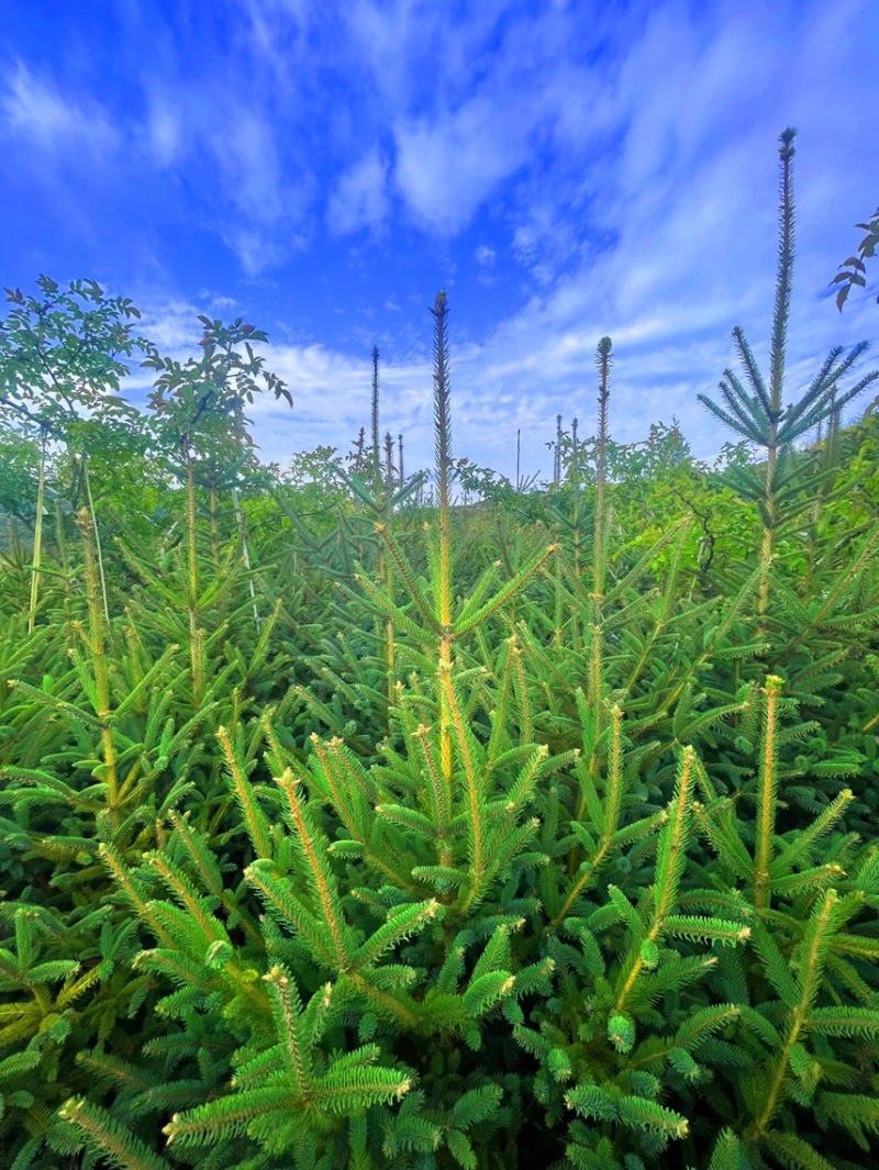 天水云杉【9年苗木】1m2m3m景观树绿植树风景树