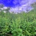 天水云杉【9年苗木】1m2m3m景观树绿植树风景树