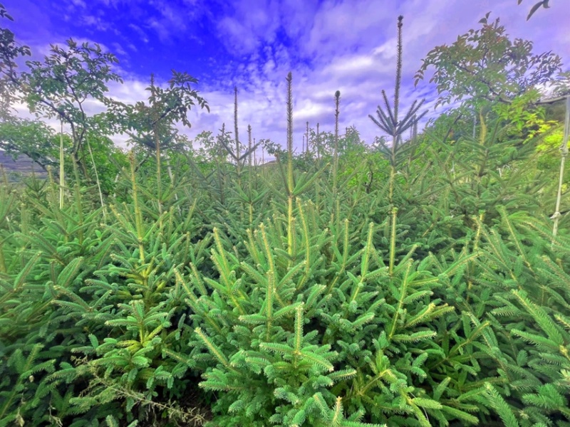天水云杉【9年苗木】1m2m3m景观树绿植树风景树