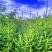 天水云杉【9年苗木】1m2m3m景观树绿植树风景树