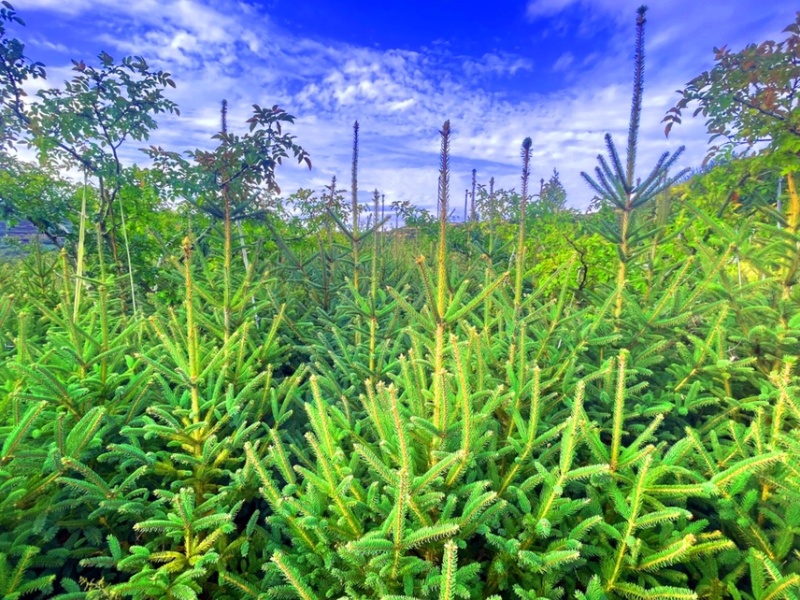 天水云杉【9年苗木】1m2m3m景观树绿植树风景树
