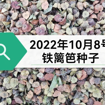 铁篱笆种子，马甲子种子，***********
