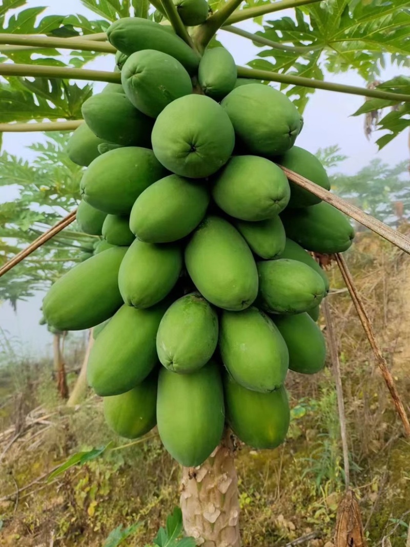 云南高山木瓜，红心牛奶木瓜果甜水多，成熟度七成熟到八成熟