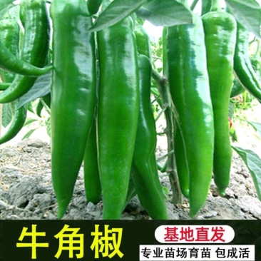 醴陵市辣椒苗基地直发线椒苗，牛角椒苗，欢迎选购