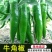 醴陵市辣椒苗基地直发线椒苗，牛角椒苗，欢迎选购