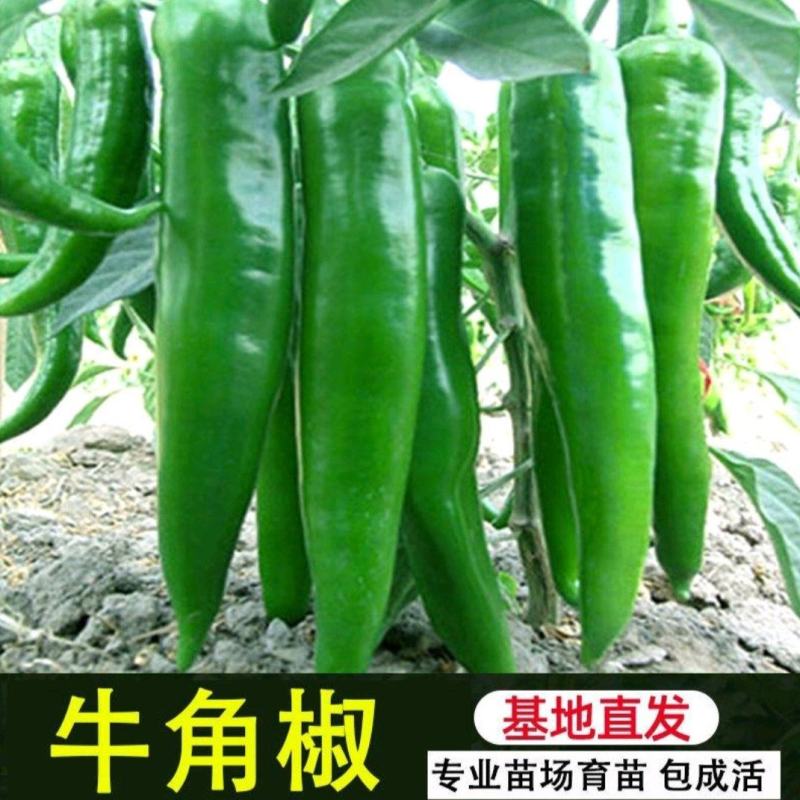 醴陵市辣椒苗基地直发线椒苗，牛角椒苗，欢迎选购