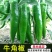醴陵市辣椒苗基地直发线椒苗，牛角椒苗，欢迎选购