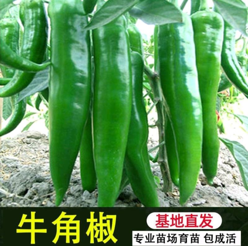 醴陵市辣椒苗基地直发线椒苗，牛角椒苗，欢迎选购