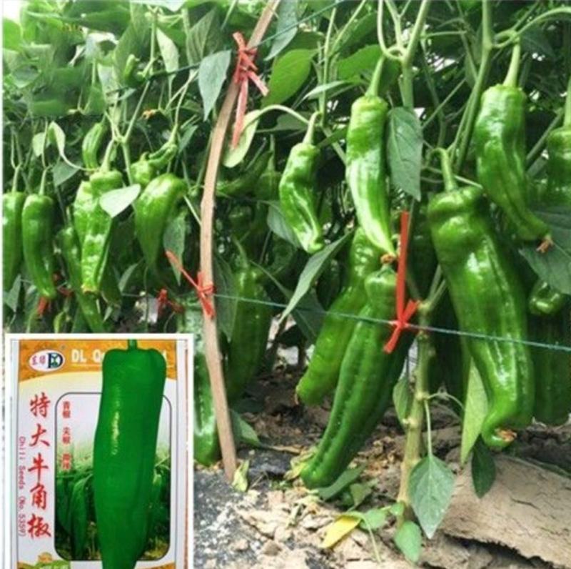 醴陵市辣椒苗基地直发线椒苗，牛角椒苗，欢迎选购