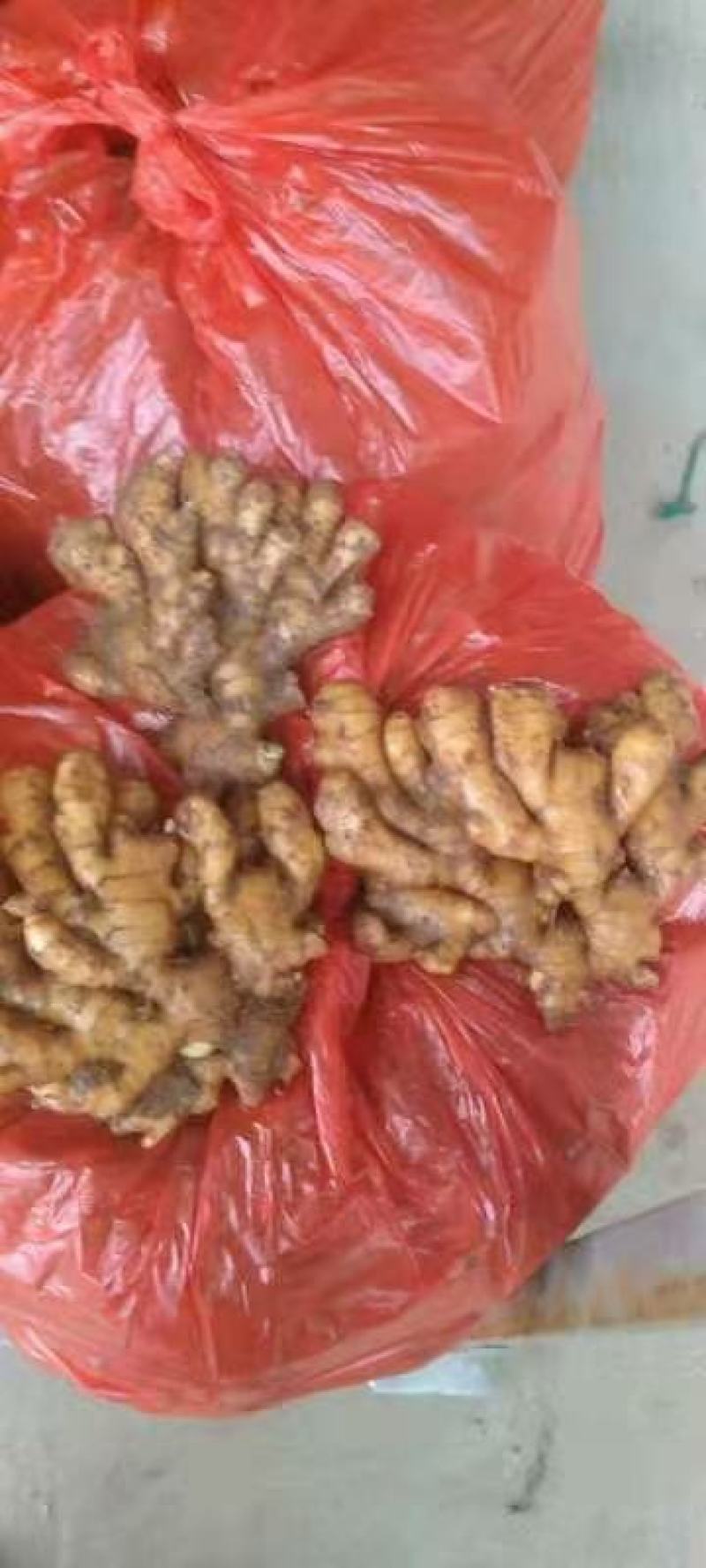 正宗小黄姜批发供应全国物流发货精品生姜，一手货源