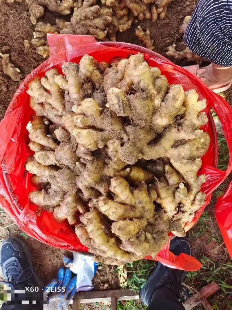 正宗小黄姜批发供应全国物流发货精品生姜，一手货源