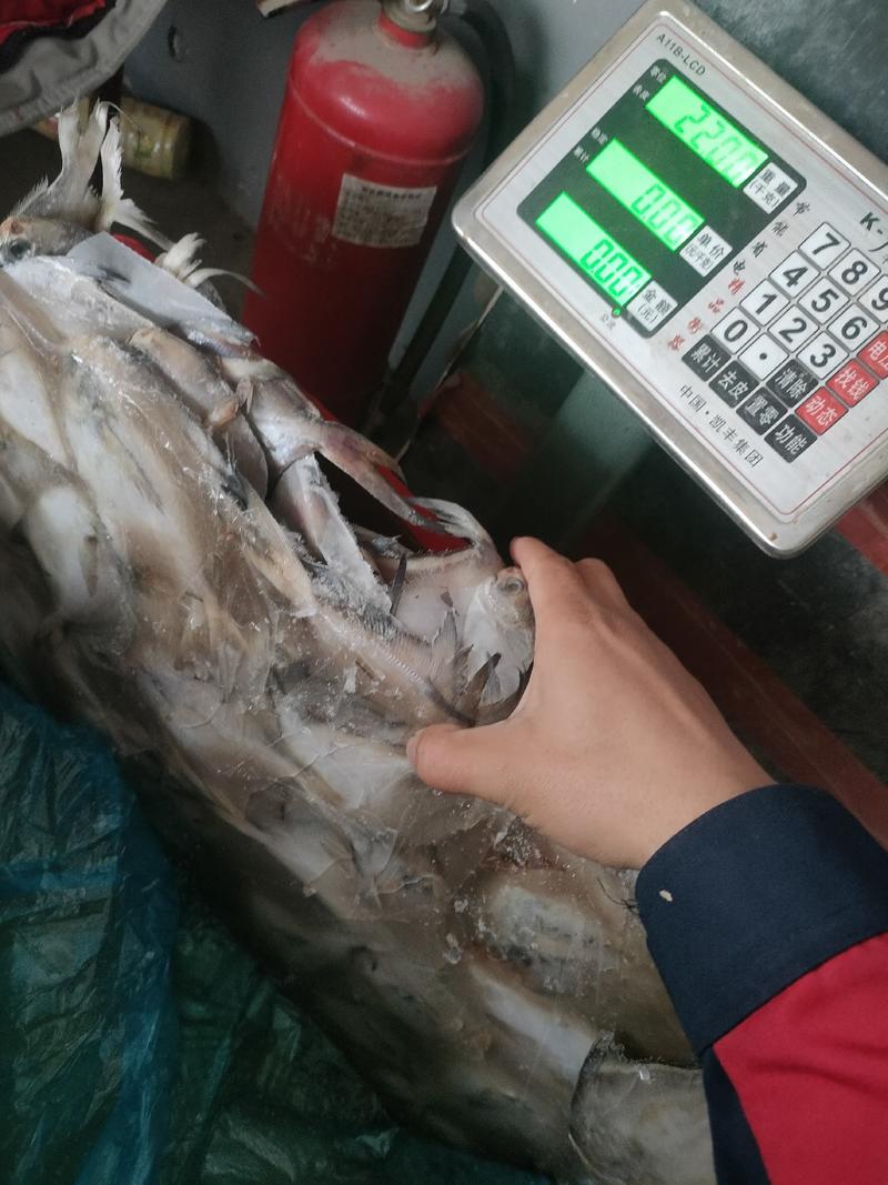 鲳鱼白鲳鱼小平鱼工厂直发板冻新鲜20斤装