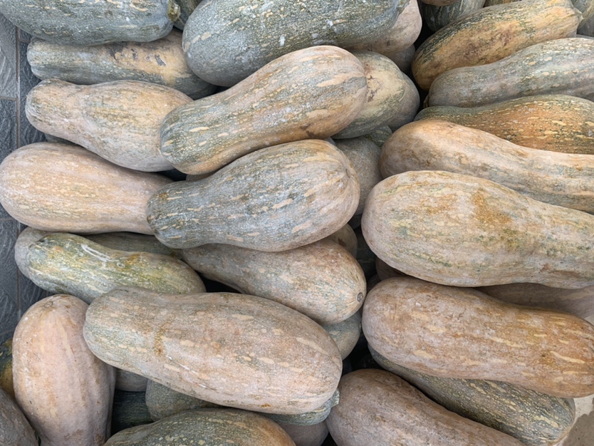 一组不同颜色和形状的西葫芦并排摆放,包括浅绿色长条形、深绿色短圆柱形和金黄色品种,背景为白色餐布,突出其多样性与新鲜度 多种颜色西葫芦并列展示图