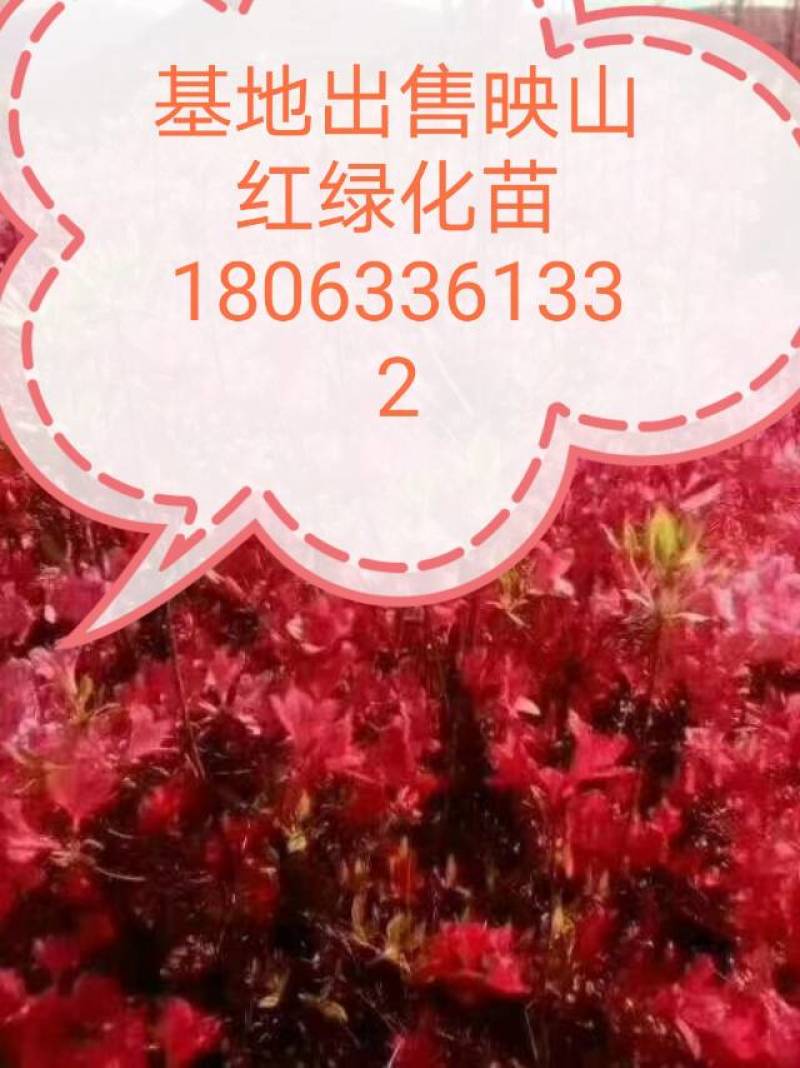 映山红