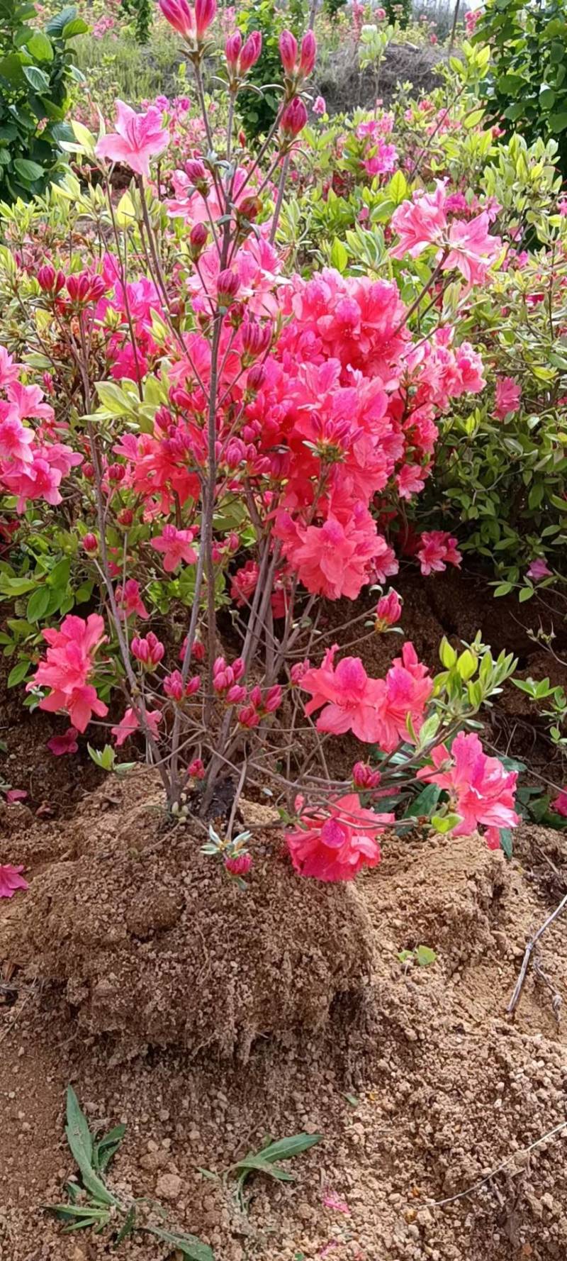 映山红花海专用苗
