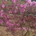 映山红花海专用苗