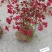 映山红花海专用苗