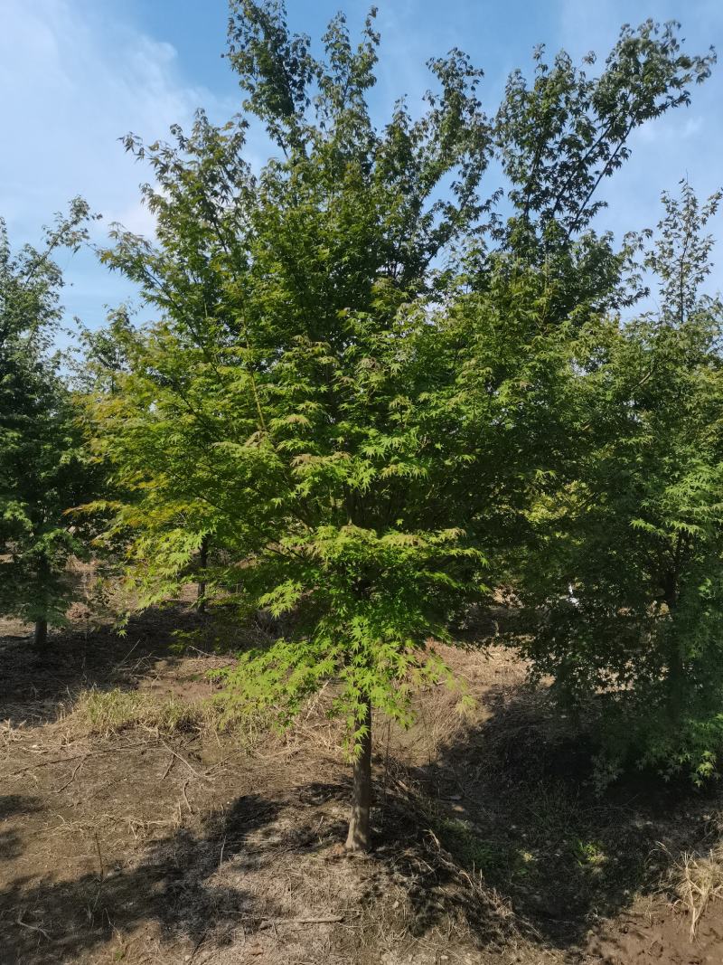 鸡爪槭槭树小乔木枫类彩色树精品4-5-6-7-8公分