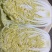 山西吕梁白菜精品黄心白菜大量上市，产地直供品质保证全国发
