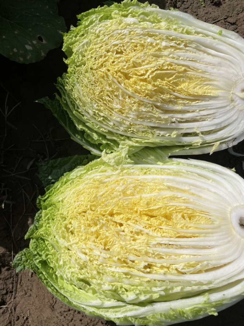 山西吕梁白菜精品黄心白菜大量上市，产地直供品质保证全国发